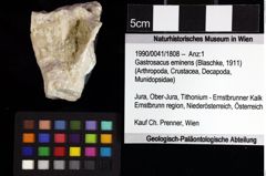 Foto (Objket + Etiketten) von Goniodromites bidentatus (Reuss, 1859) 